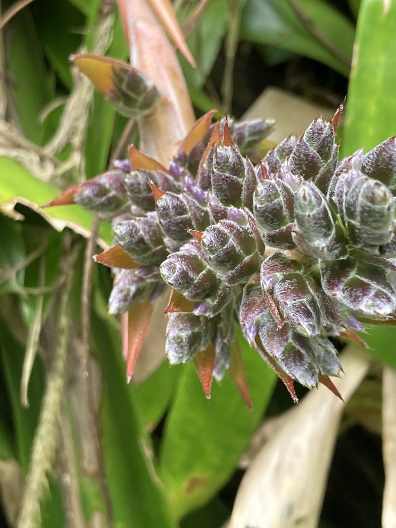 Aechmea smithiorum photo 2