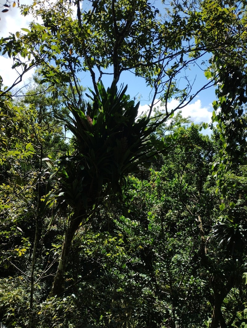 Aechmea smithiorum photo 3