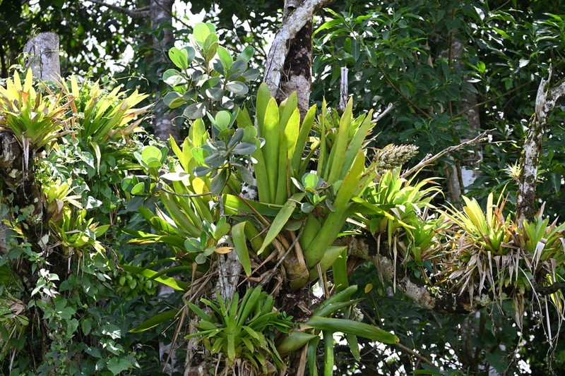 Aechmea smithiorum photo 4