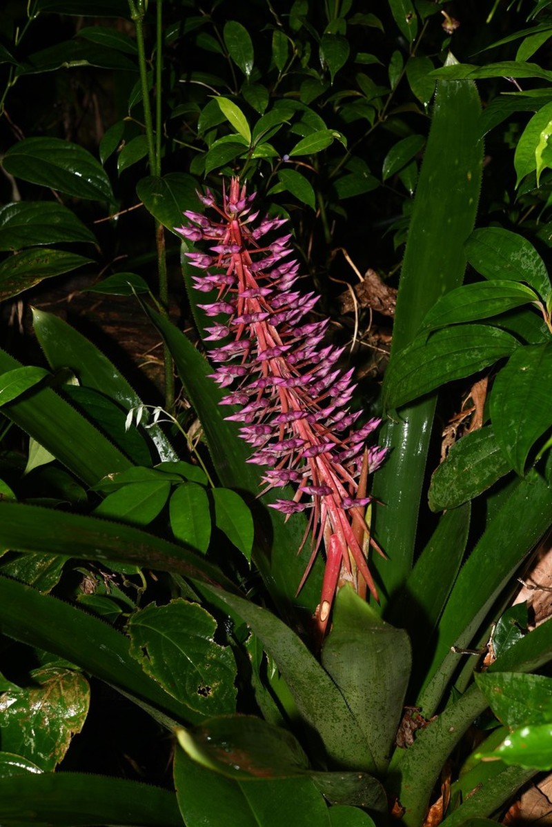Aechmea smithiorum photo 5