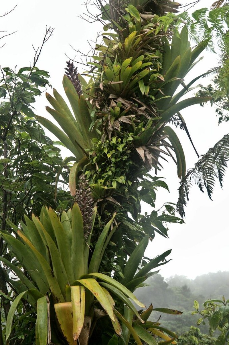 Aechmea smithiorum photo 6