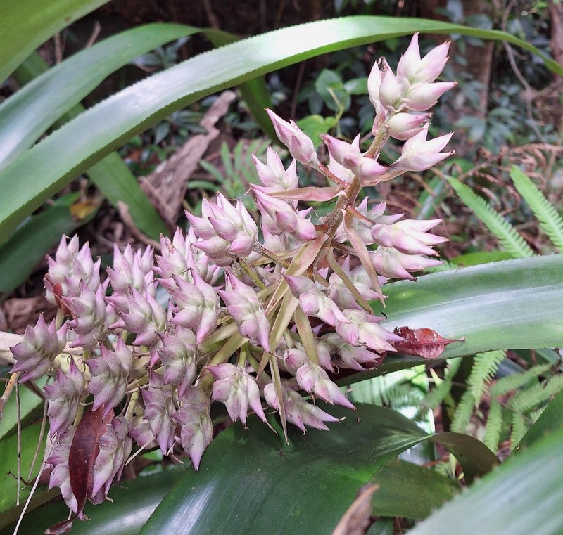 Aechmea smithiorum photo 8