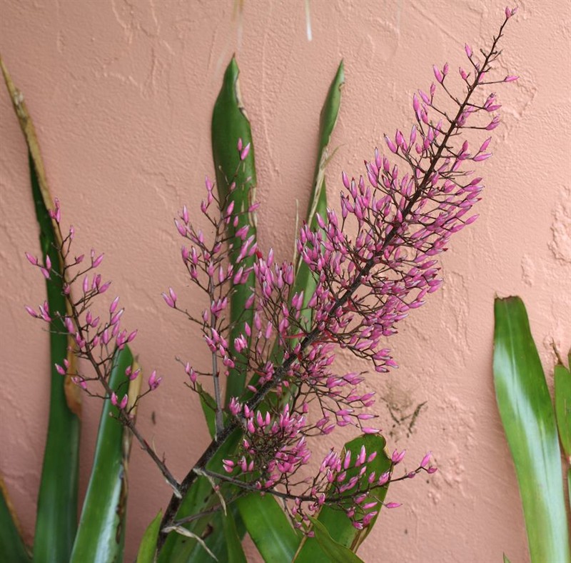 Aechmea spectabilis