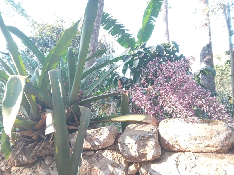 Aechmea spectabilis photo 2