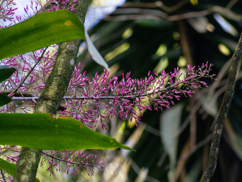 Aechmea spectabilis photo 3