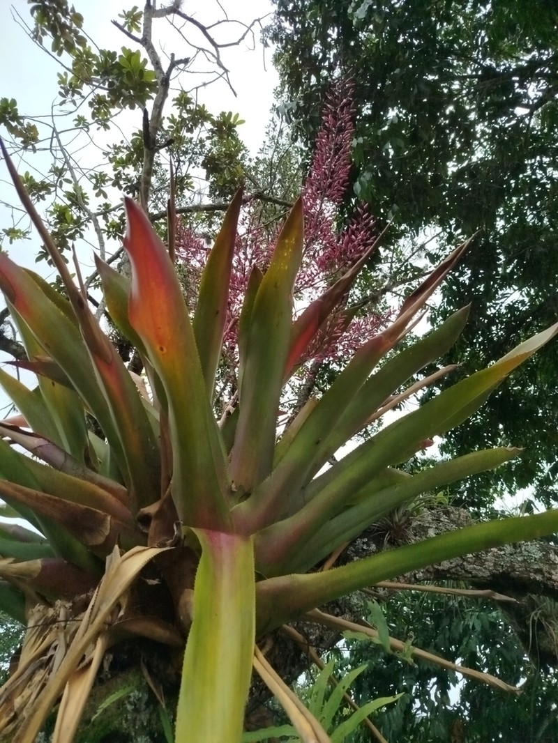 Aechmea spectabilis photo 4
