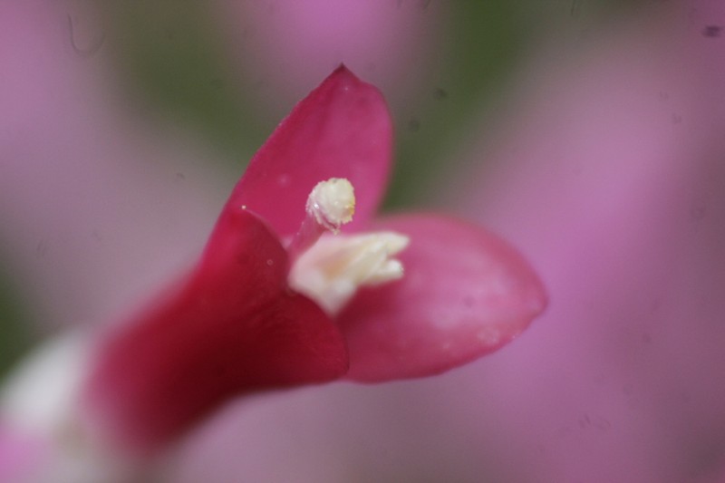 Aechmea spectabilis photo 5