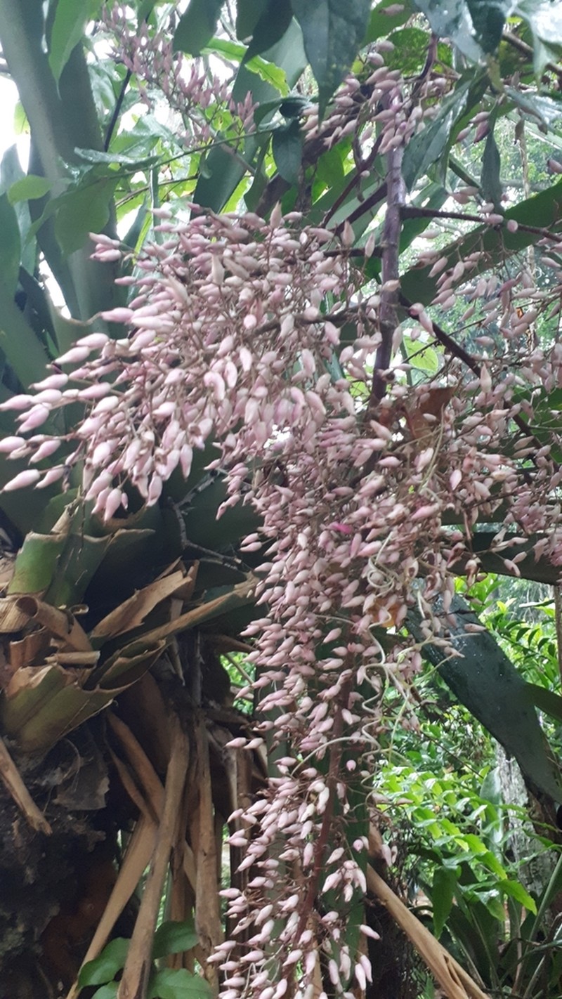 Aechmea spectabilis photo 8