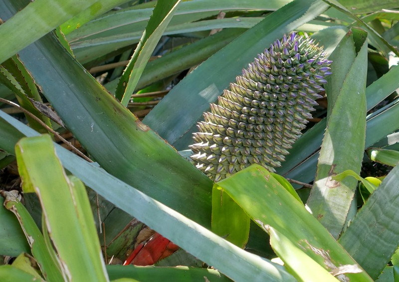 Aechmea sphaerocephala