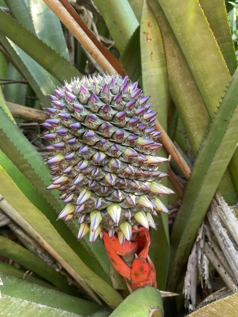 Aechmea sphaerocephala photo 2