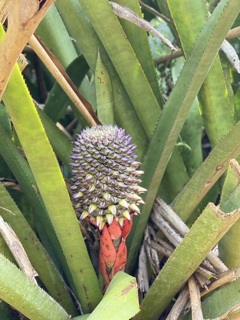 Aechmea sphaerocephala photo 3