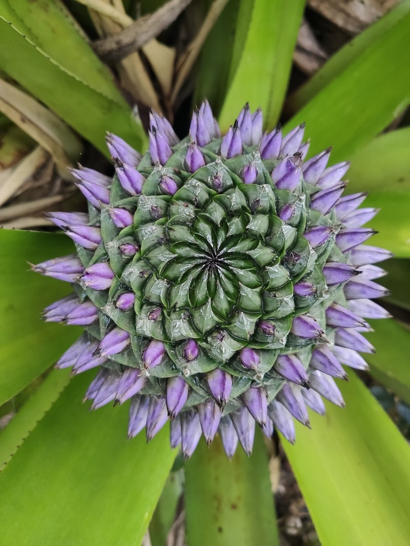 Aechmea sphaerocephala photo 4