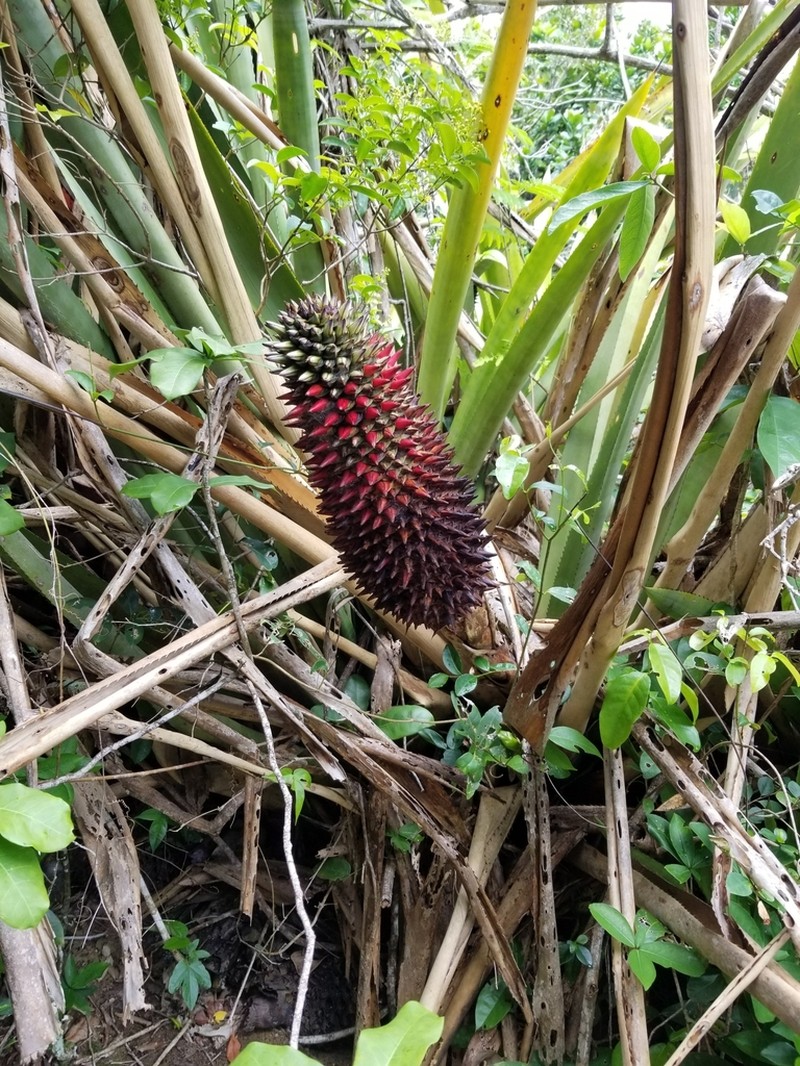 Aechmea sphaerocephala photo 5