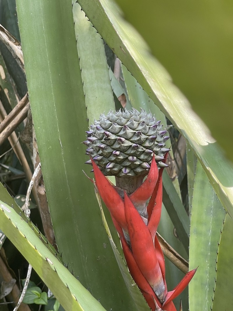 Aechmea sphaerocephala photo 6