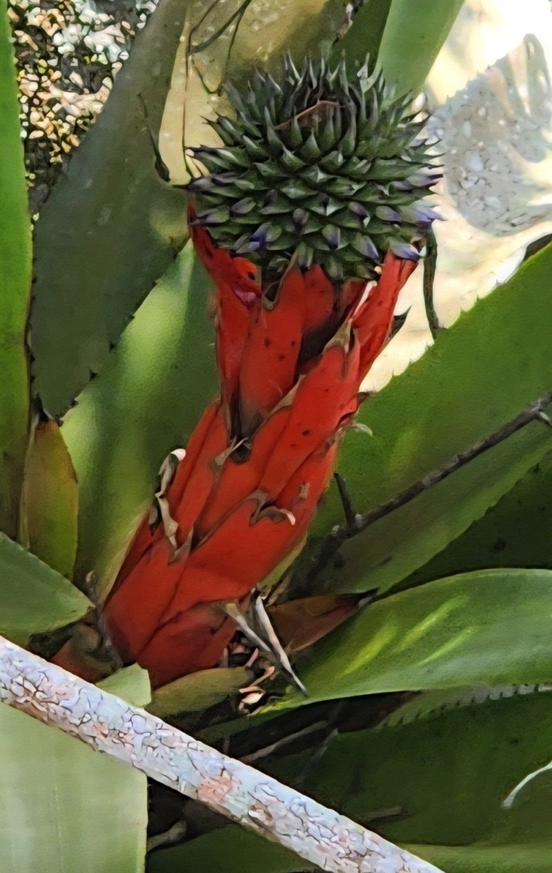Aechmea sphaerocephala photo 7