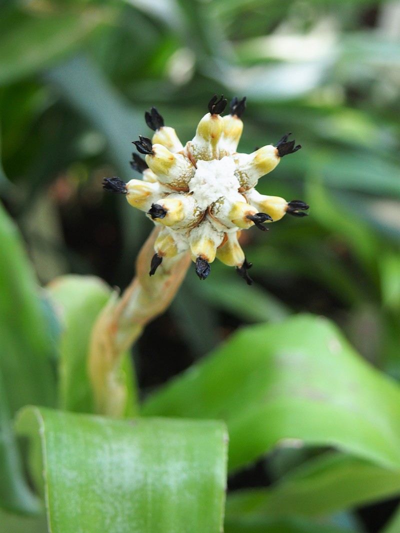 Aechmea squarrosa