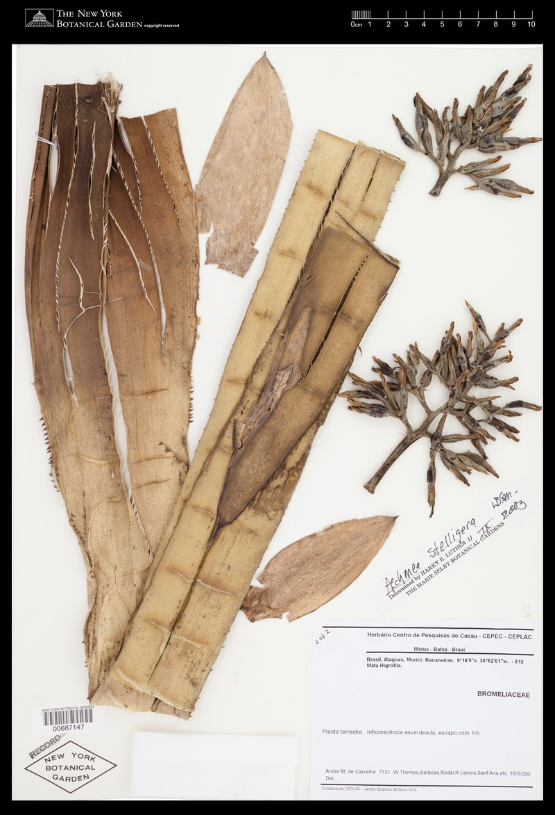 Aechmea stelligera