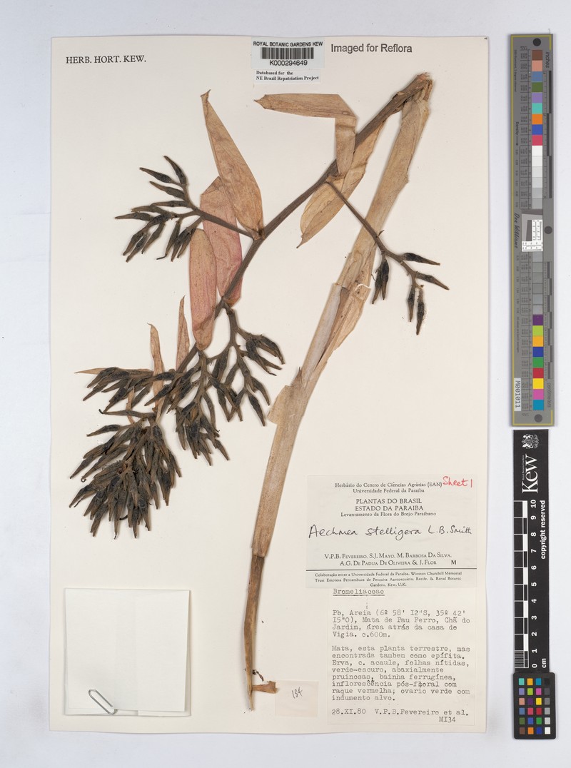 Aechmea stelligera photo 3