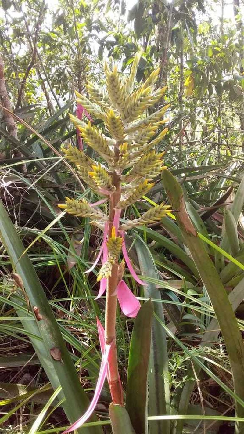 Aechmea stenosepala