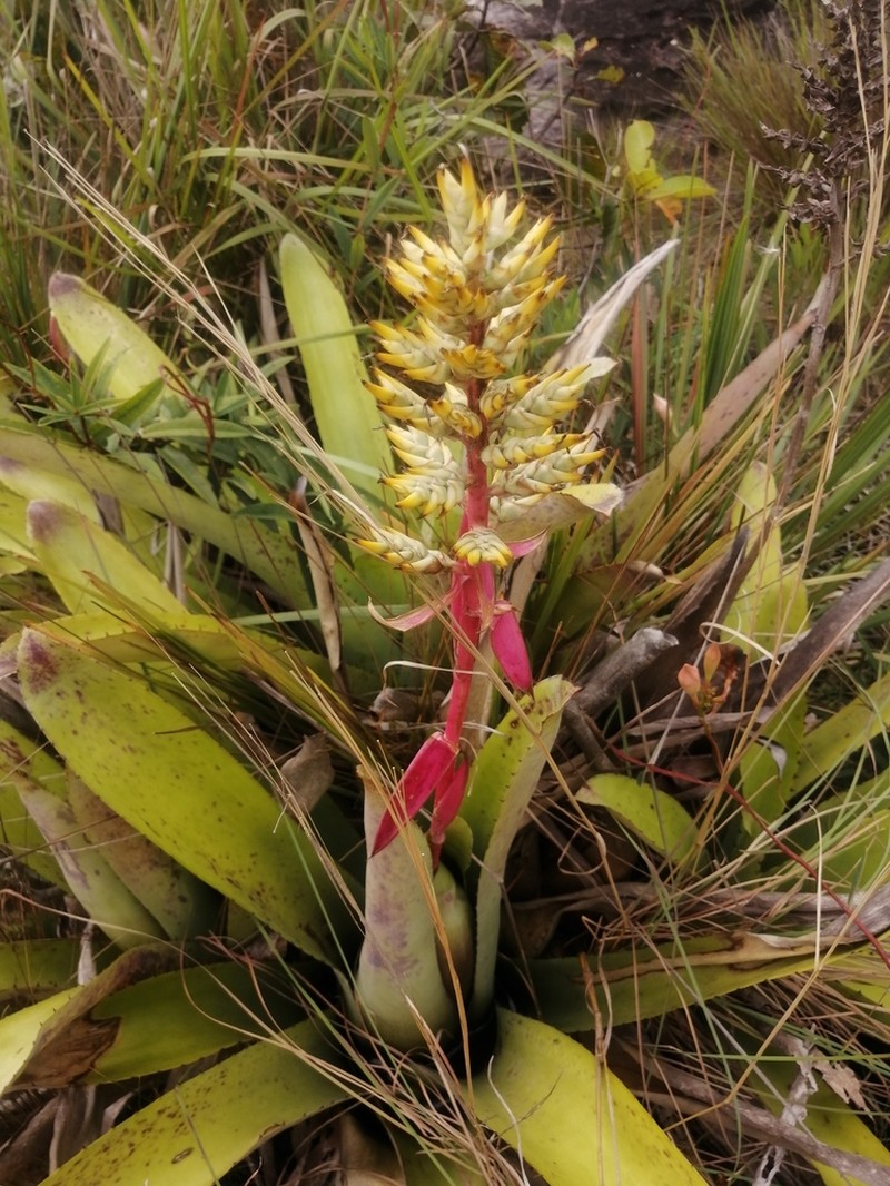 Aechmea stenosepala photo 2