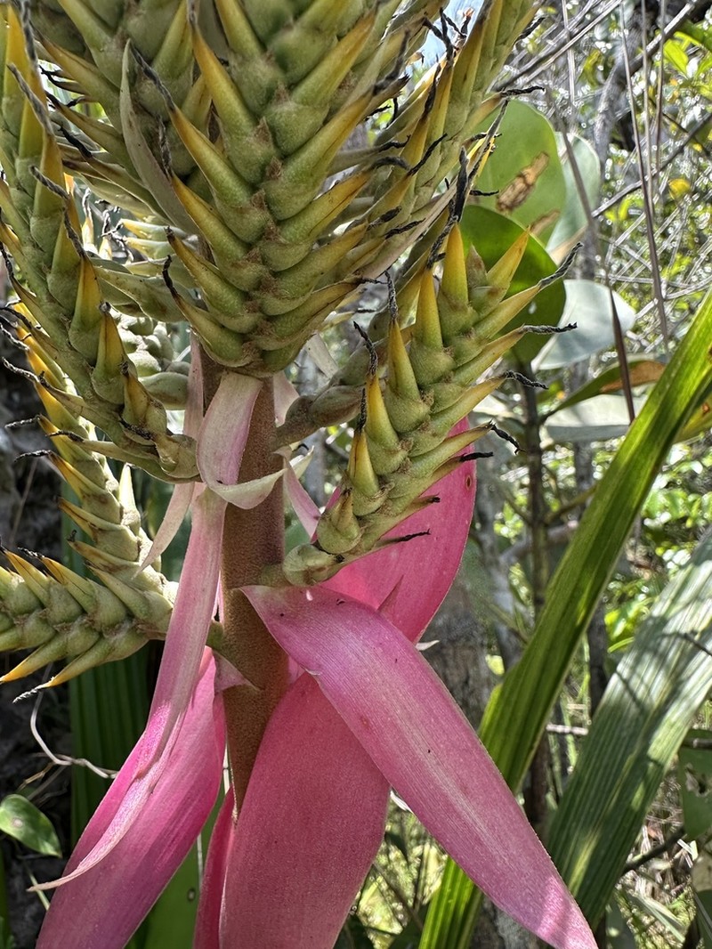 Aechmea stenosepala photo 3
