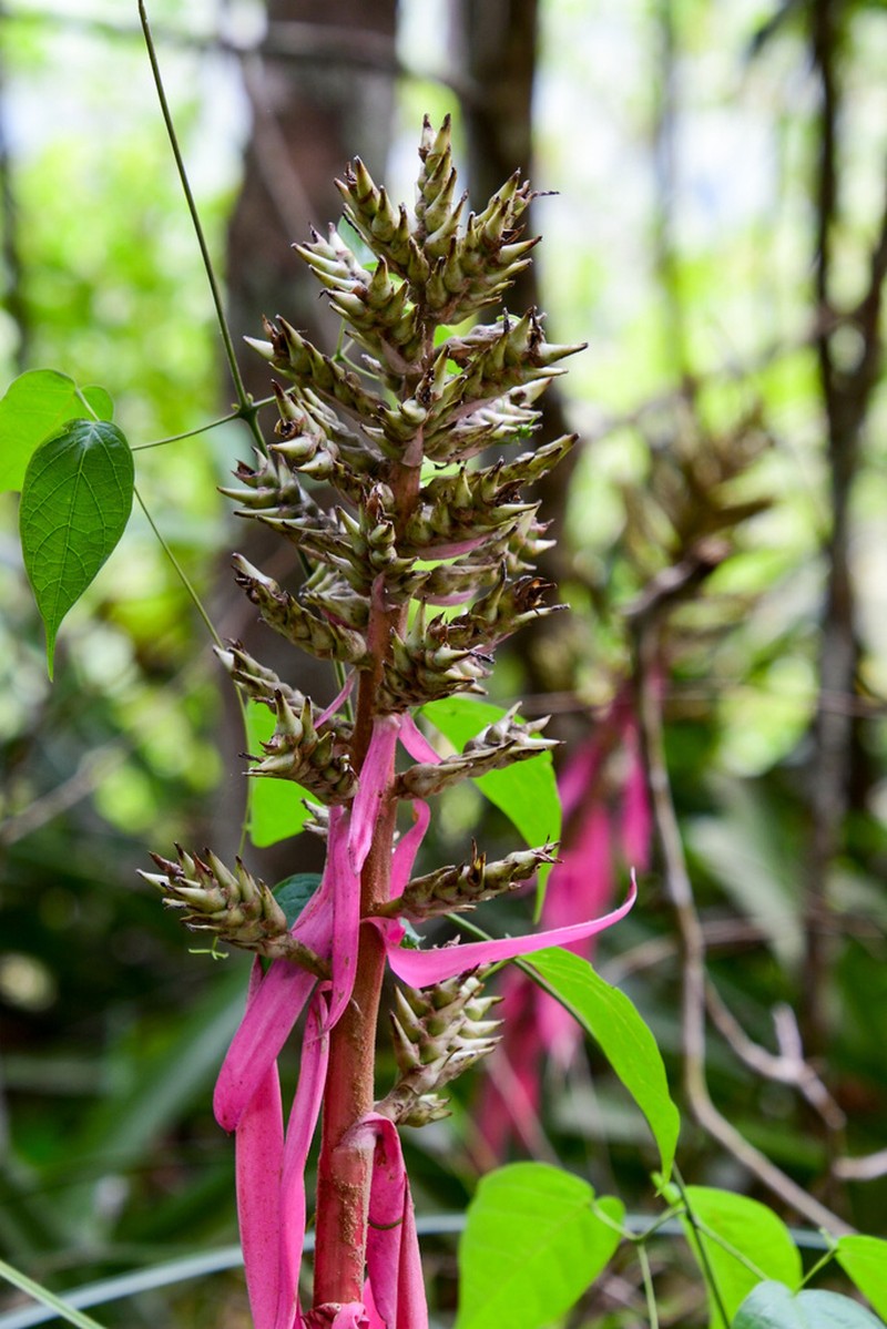 Aechmea stenosepala photo 4