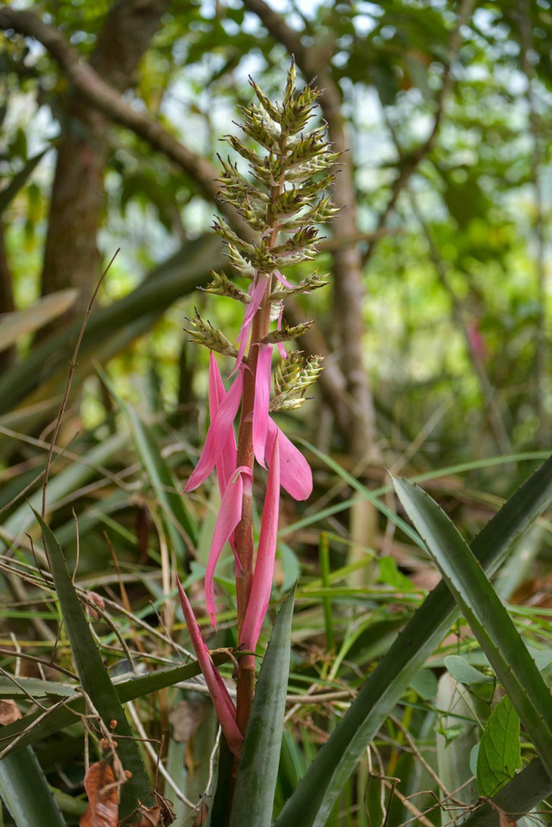 Aechmea stenosepala photo 5