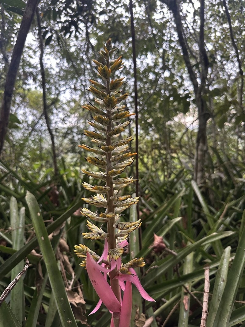 Aechmea stenosepala photo 6