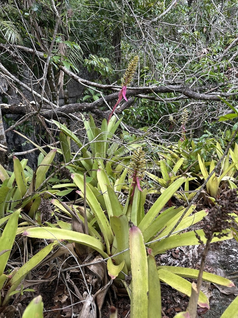 Aechmea stenosepala photo 7
