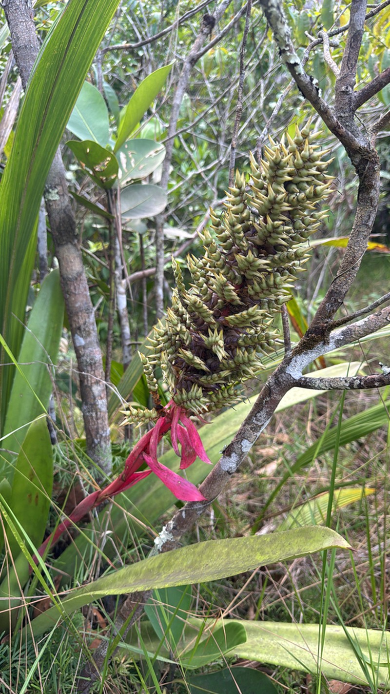 Aechmea stenosepala photo 8