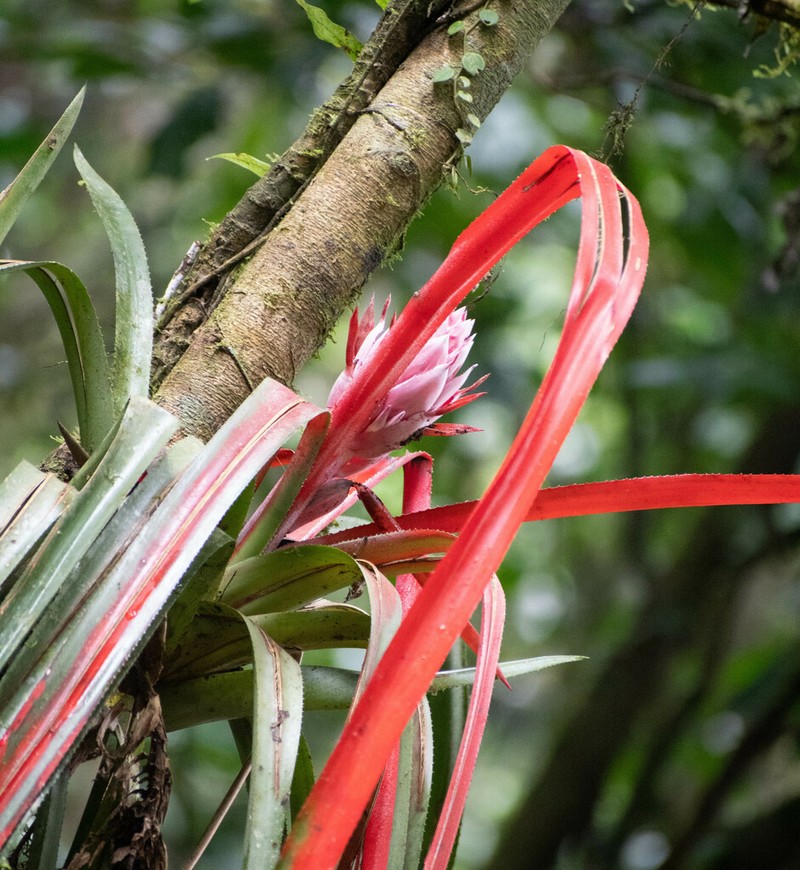 Aechmea streptocalycoides photo 2