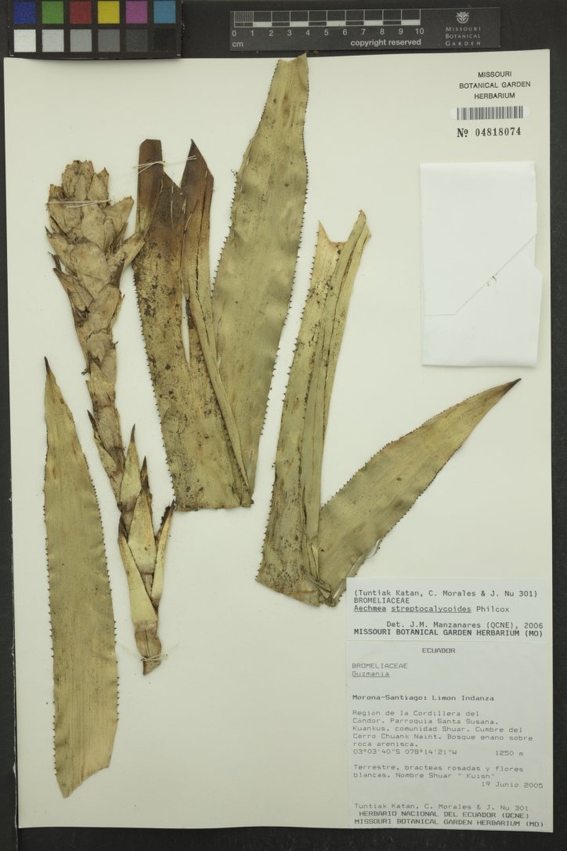 Aechmea streptocalycoides photo 4
