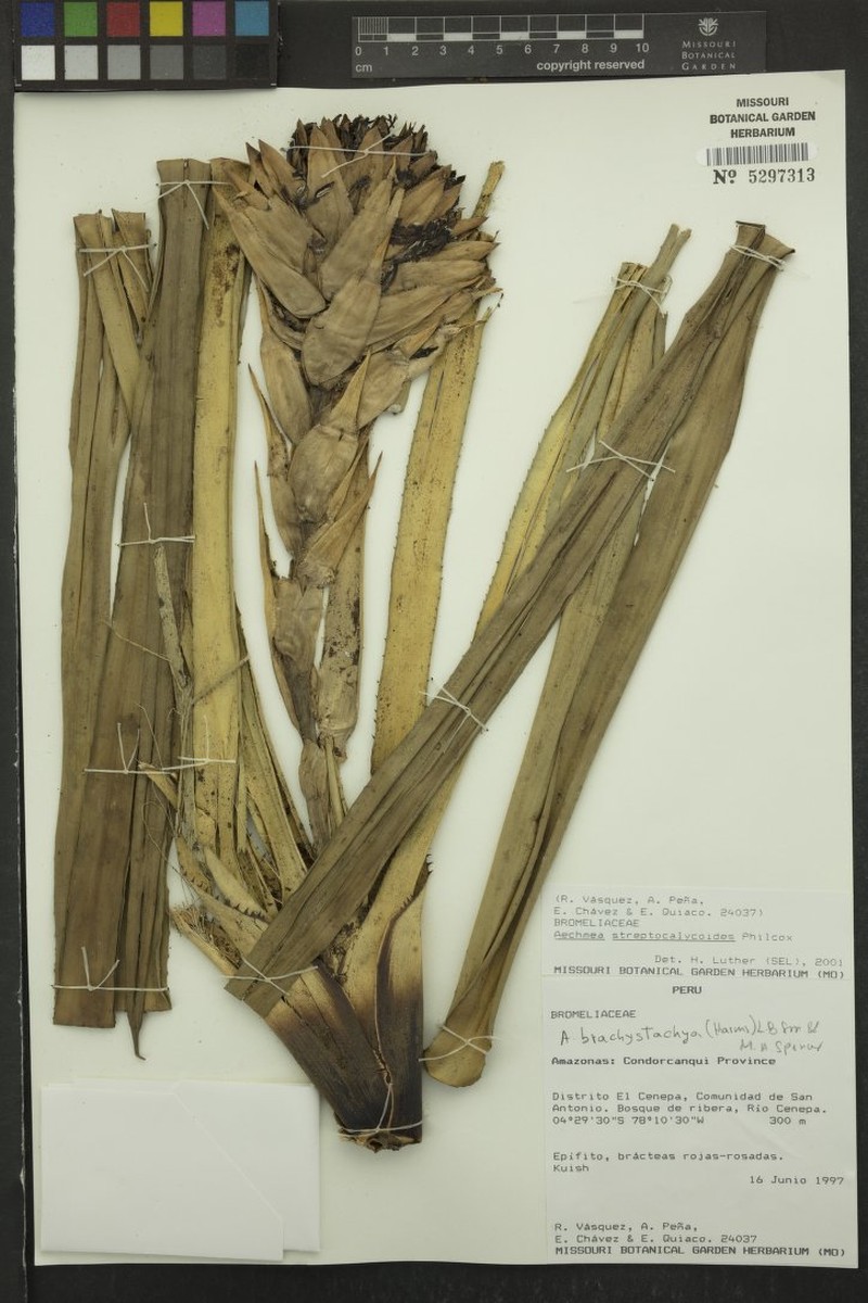 Aechmea streptocalycoides photo 6