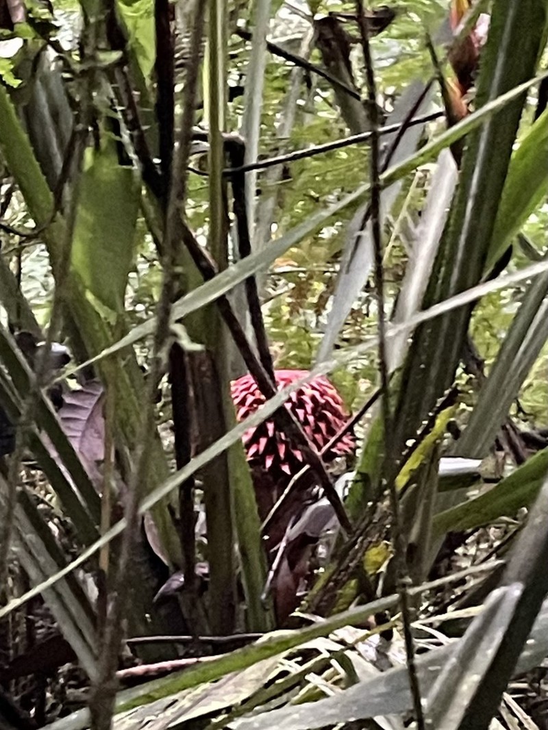 Aechmea strobilacea photo 2