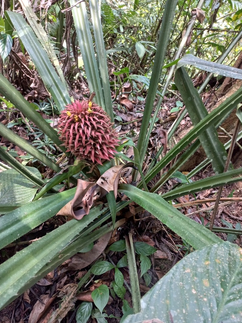 Aechmea strobilacea photo 3