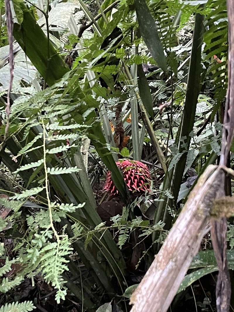 Aechmea strobilacea photo 4