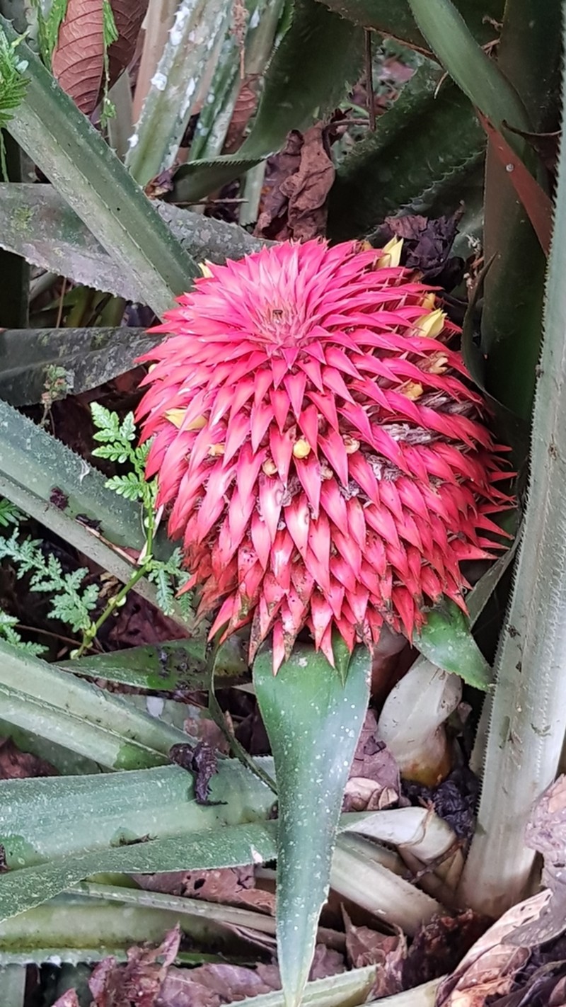 Aechmea strobilacea photo 5