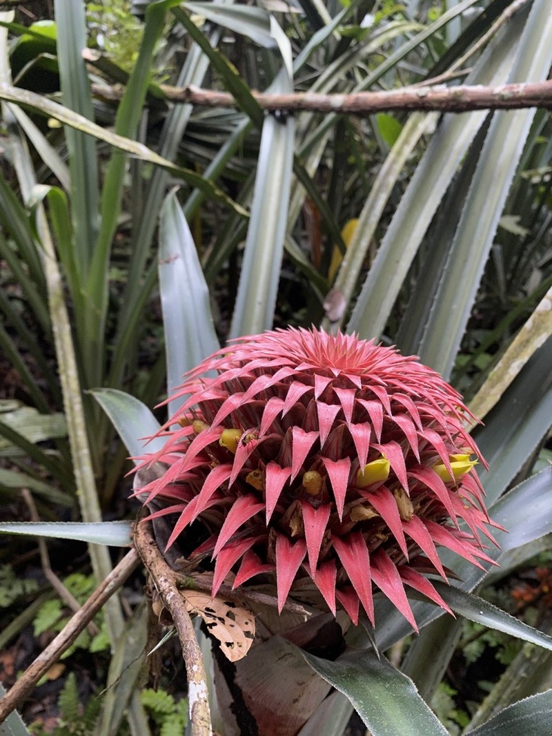 Aechmea strobilacea photo 6