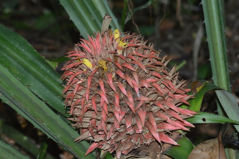 Aechmea strobilacea photo 7