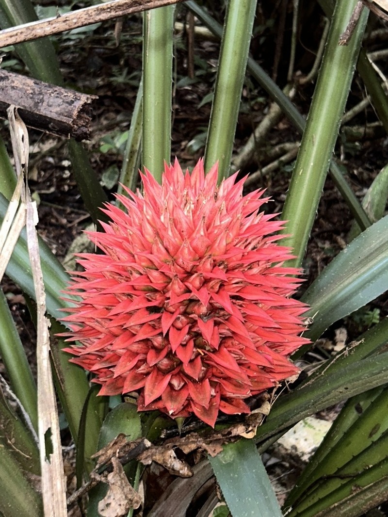Aechmea strobilacea photo 8