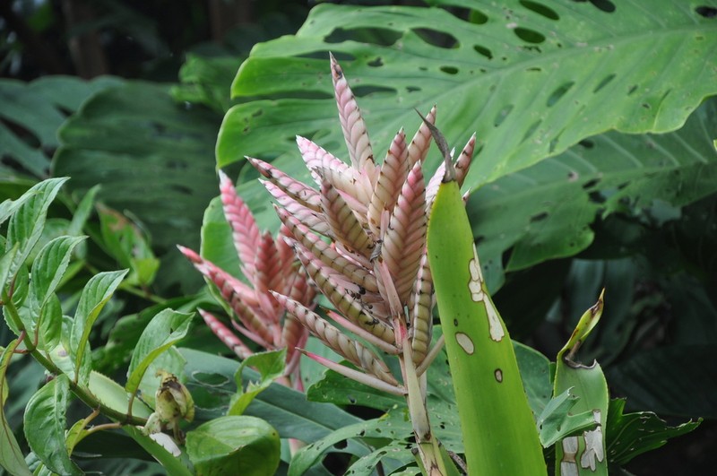 Aechmea strobilina