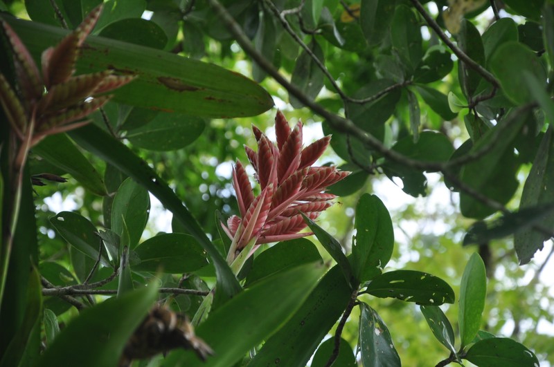 Aechmea strobilina photo 3