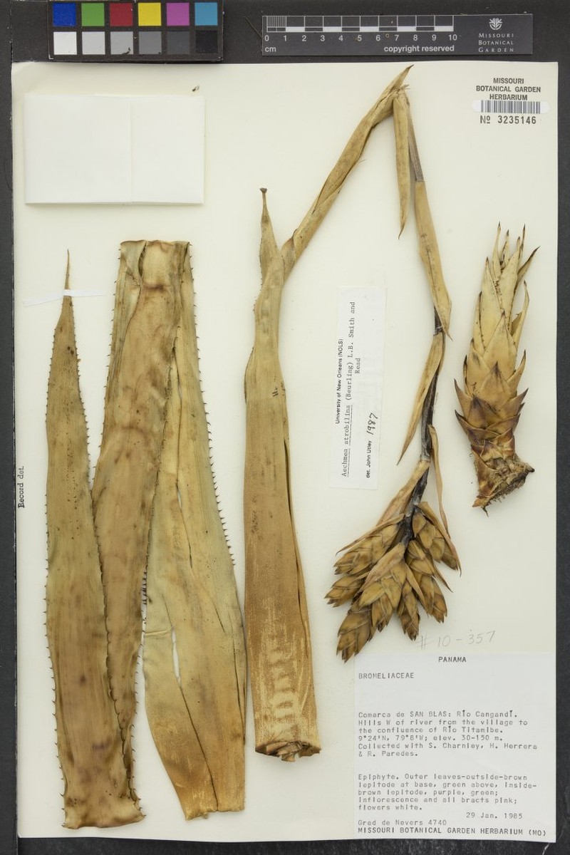 Aechmea strobilina photo 6