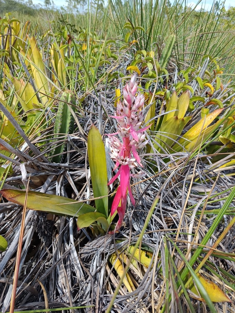 Aechmea sucreana photo 2