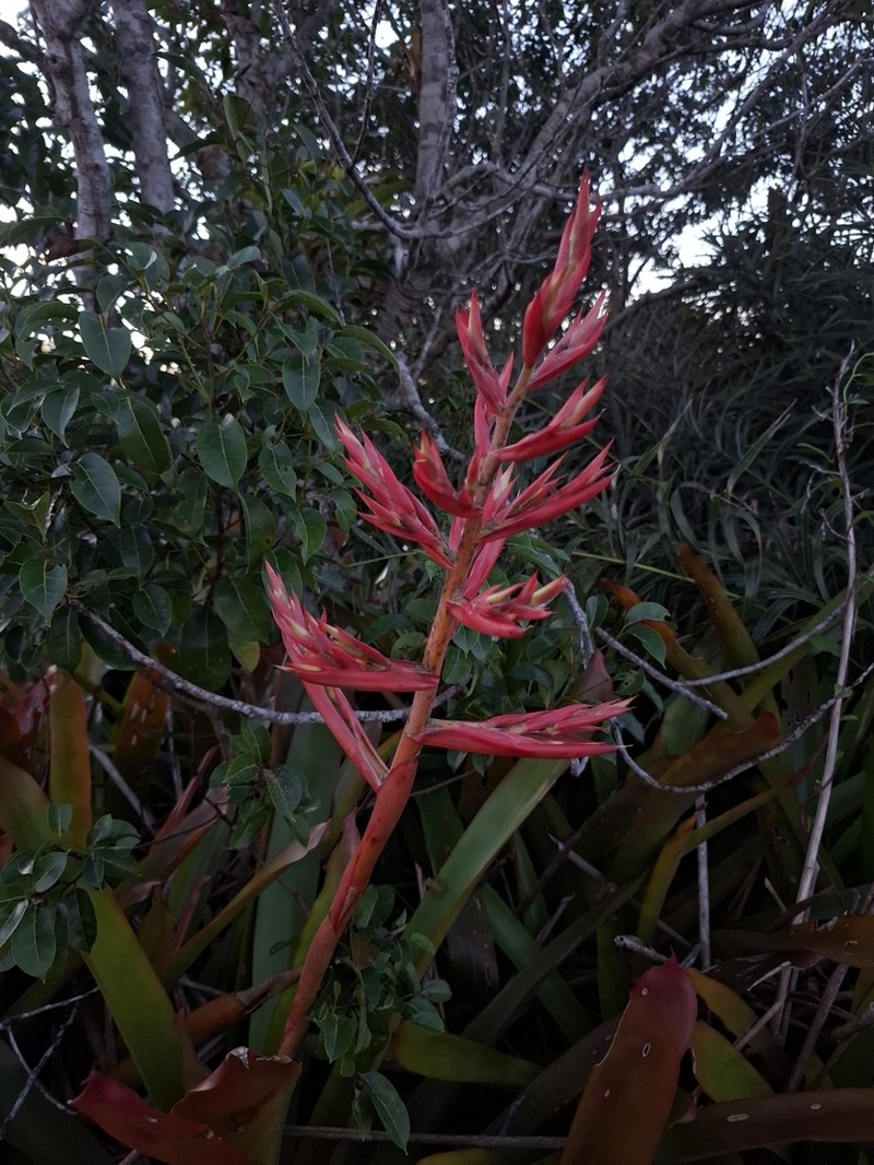 Aechmea sucreana photo 3