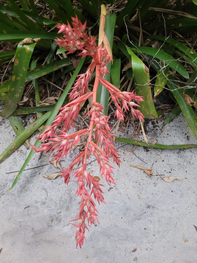 Aechmea sucreana photo 4