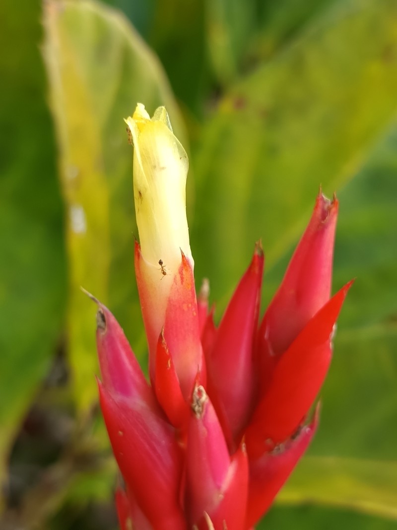 Aechmea sucreana photo 5