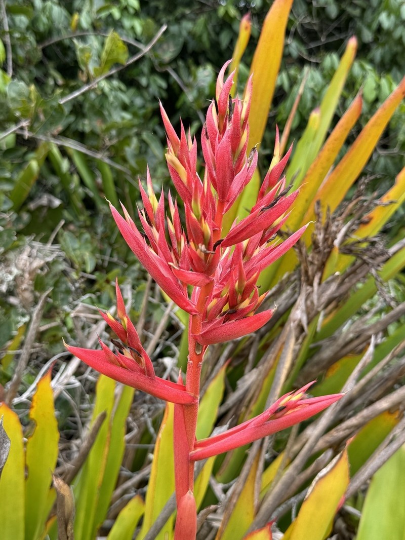 Aechmea sucreana photo 6