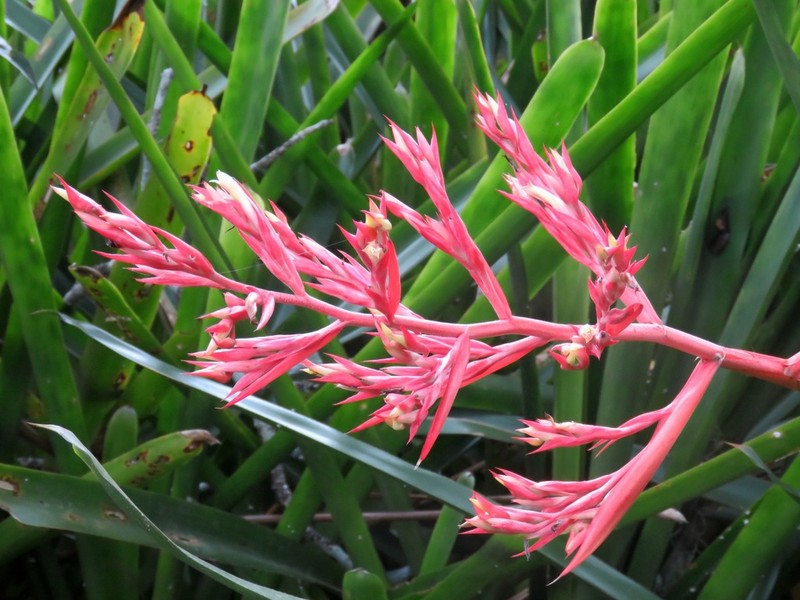 Aechmea sucreana photo 7