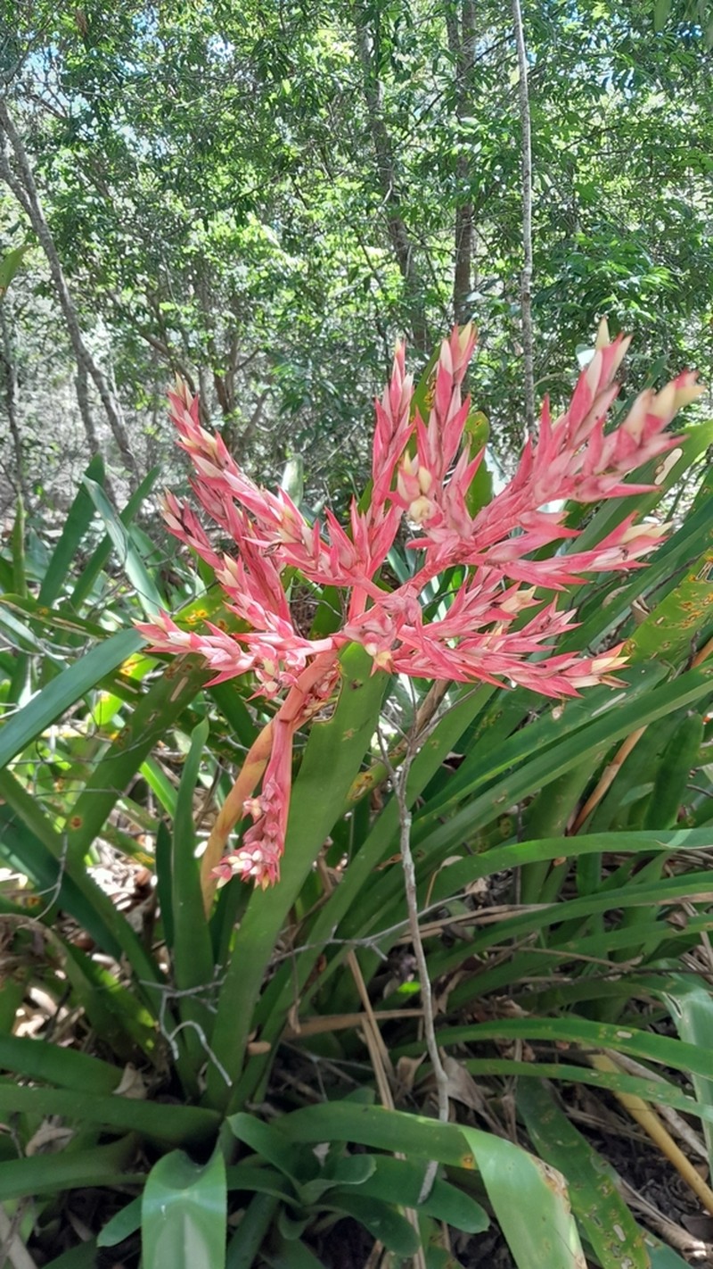 Aechmea sucreana photo 8